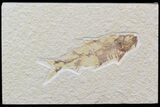 Bargain Knightia Fossil Fish - Wyoming #42372-1
